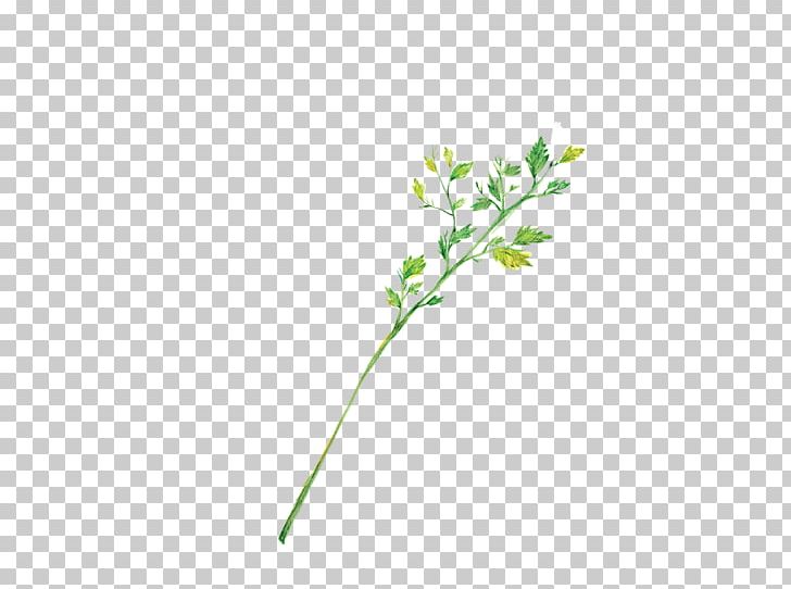 Microchloa Indica Graphic Designer PNG, Clipart, Angle, Background Green, Color, Death, Decoration Free PNG Download