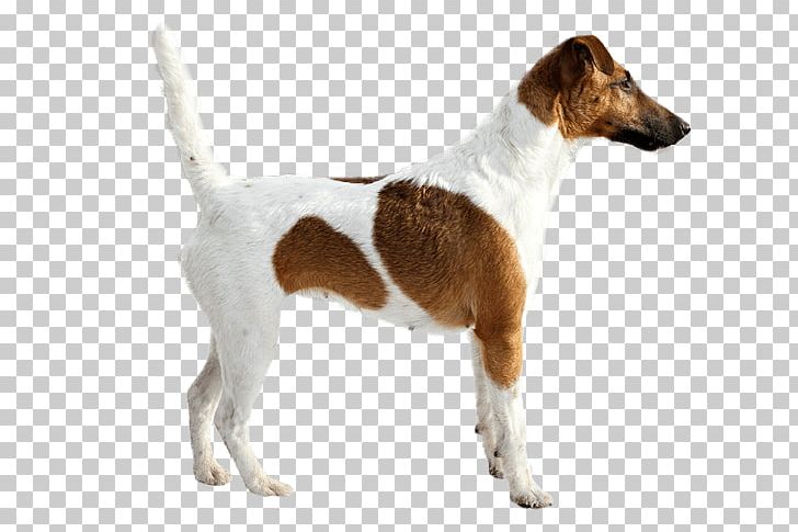 Smooth Fox Terrier Jack Russell Terrier English Foxhound Parson Russell Terrier Miniature Fox Terrier PNG, Clipart, Ameri, Carnivoran, Companion Dog, Dog Breed, Dog Breed Group Free PNG Download