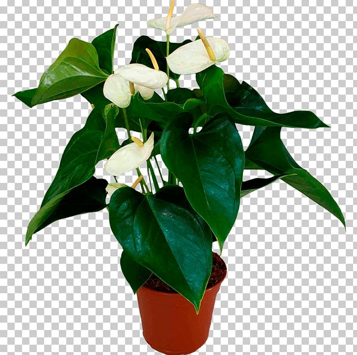 Cut Flowers Flowerpot Houseplant Plant Stem Leaf PNG, Clipart, Cut Flowers, Flower, Flowerpot, Houseplant, Leaf Free PNG Download