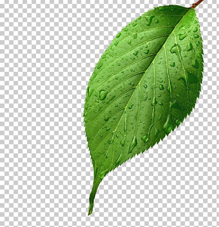 Light Leaf Green Drop Dew PNG, Clipart, Apple Fruit, Apple Leaves, Apple Logo, Autumn Leaves, Blossom Free PNG Download