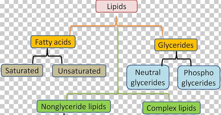 Lipid Fatty Acid Biochemistry Biology PNG, Clipart, Adipocyte, Adipose Tissue, Angle, Animal Cell, Area Free PNG Download