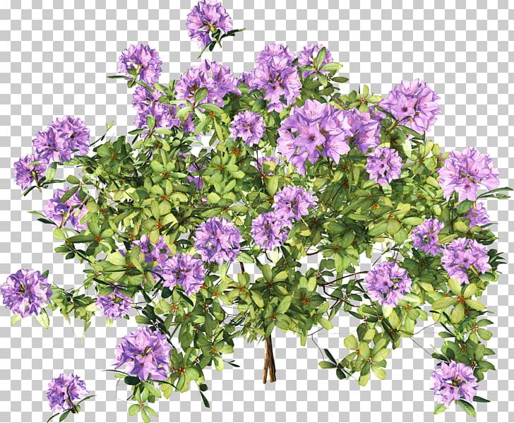 Subshrub Flowering Plant Groundcover Annual Plant PNG, Clipart, Annual  Plant, Flower, Flowering Plant, Groundcover, Others Free