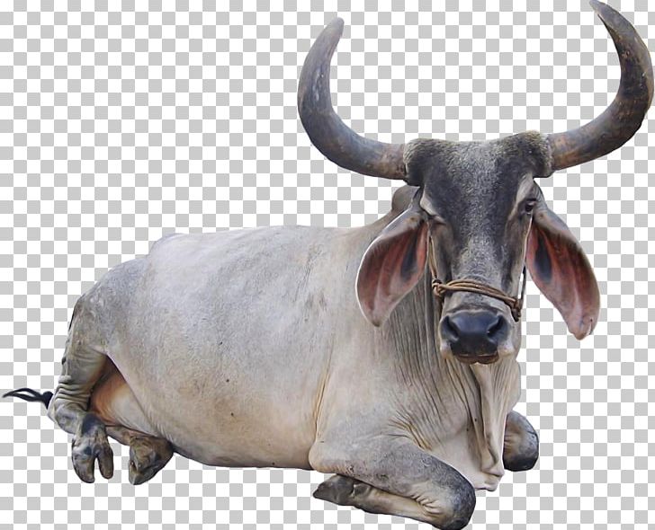 Cattle Goat Animal PNG, Clipart, Animal, Bovini, Bull, Cattle, Cattle Like Mammal Free PNG Download