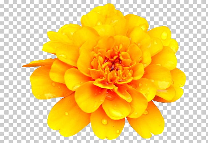 Yellow Cut Flowers PNG, Clipart, Chrysanths, Cicek Resimleri, Color, Cut Flowers, Daisy Family Free PNG Download