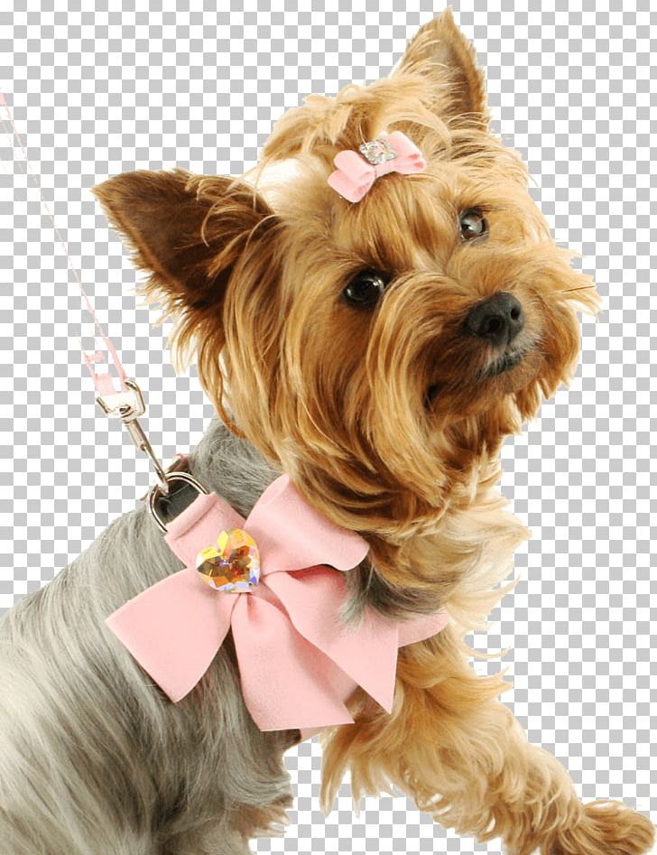Yorkshire Terrier Puppy PNG, Clipart, Animal, Animals, Arbol, Biodiversidad, Cairn Terrier Free PNG Download