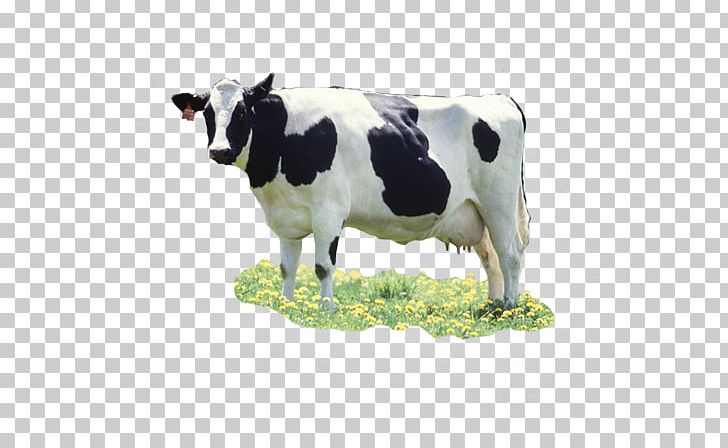 Dairy Cattle Japanese Black Baka Calf Wagyu PNG, Clipart, Animal Figure, Baka, Calf, Cattle, Cattle Like Mammal Free PNG Download