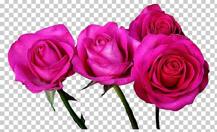 Garden Roses Cabbage Rose Pink Floribunda Flower PNG, Clipart, Artificial Flower, Beach Rose, Cut Flowers, Floral Design, Floribunda Free PNG Download