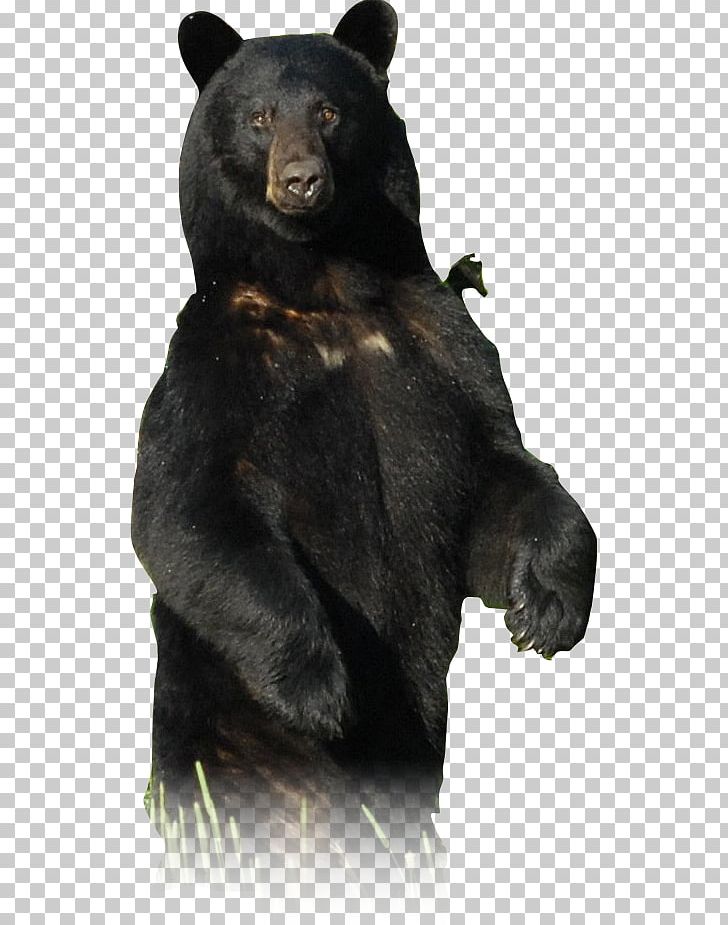 Grizzly Bear American Black Bear Alaska Peninsula Brown Bear Sun Bear Mammal PNG, Clipart, Alaska Peninsula Brown Bear, American Black Bear, Animal, Art, Bear Free PNG Download