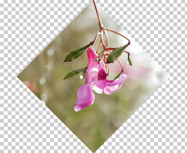 Himalayan Balsam Weed Control Fallopia Japonica Knotweed PNG, Clipart, Bindweed, Eradication Of Infectious Diseases, Fallopia Japonica, Flora, Flower Free PNG Download