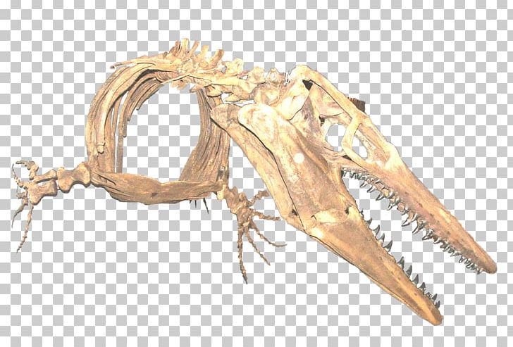 Jaw PNG, Clipart, Claw, Inc, Jaw, Others, Skeleton Free PNG Download