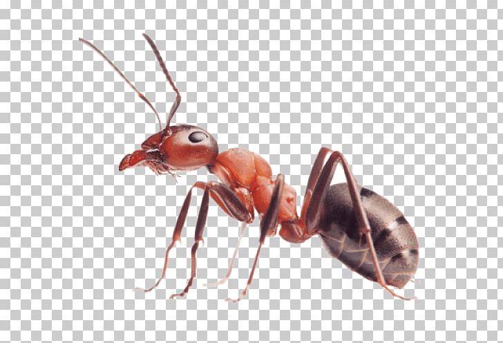 Red Imported Fire Ant Insect Pest Ant Colony PNG, Clipart, Animals, Ant, Ant Colony, Arthropod, Carpenter Ant Free PNG Download