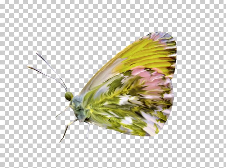 Brush-footed Butterflies Pieridae Moth Butterfly PNG, Clipart, Arthropod, Brush Footed Butterfly, Butterfly, Insect, Insects Free PNG Download