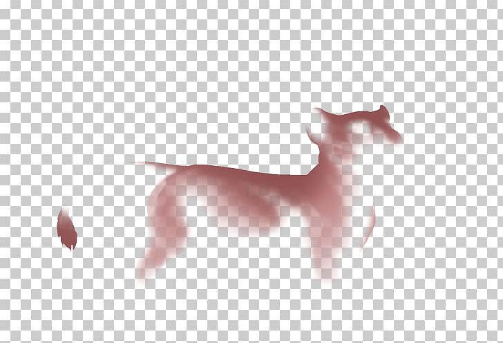 Cat Italian Greyhound Carnivora Whiskers PNG, Clipart, Animal, Animals, Breed, Canidae, Carnivora Free PNG Download