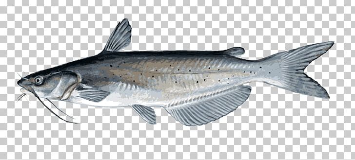 Channel Catfish Drawing PNG, Clipart, Animal Figure, Barramundi, Catfish, Channel Catfish, Clip Art Free PNG Download
