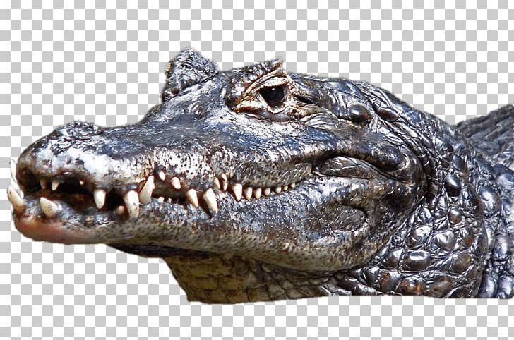 Crocodile Black Caiman Alligators Cuvier's Dwarf Caiman PNG, Clipart,  Free PNG Download