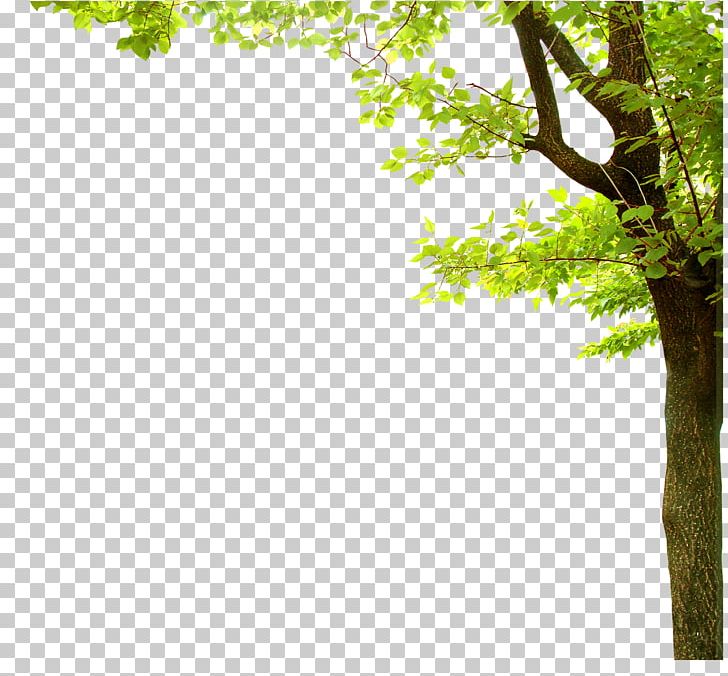 Nature Presentation Tree PNG, Clipart, Big Tree, Branch, Computer Graphics, Decorative Patterns, Design Free PNG Download