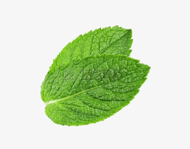 Two Mint Leaves PNG, Clipart, Chewing, Green, Gum, Leaf, Leaf Material Free PNG Download