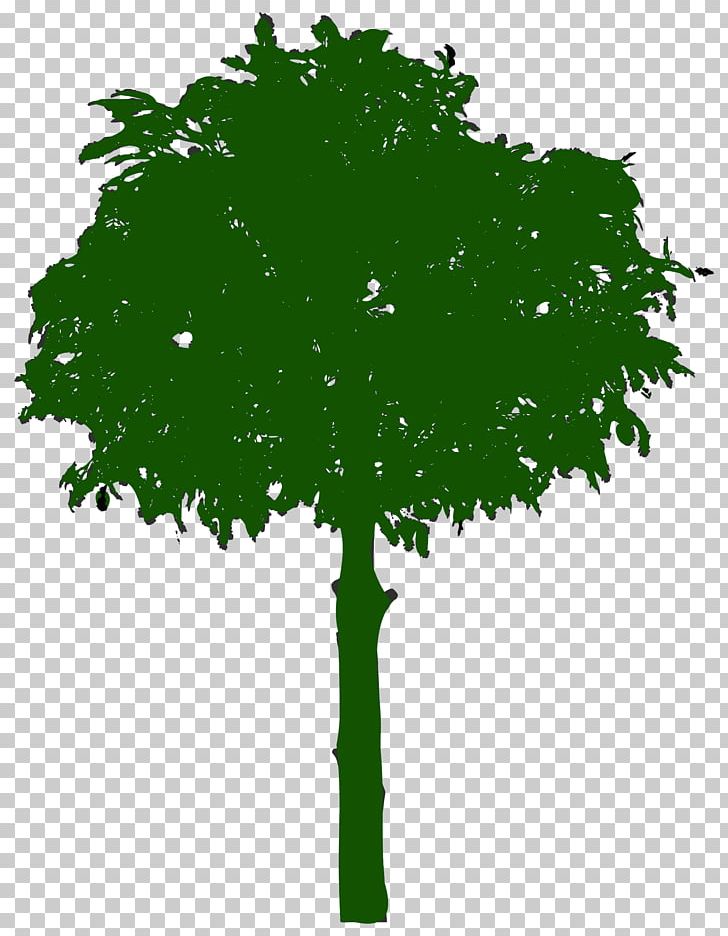 Branch Leaf Tree Oak PNG, Clipart, Branch, Computer Icons, Grass, Green, Leaf Free PNG Download