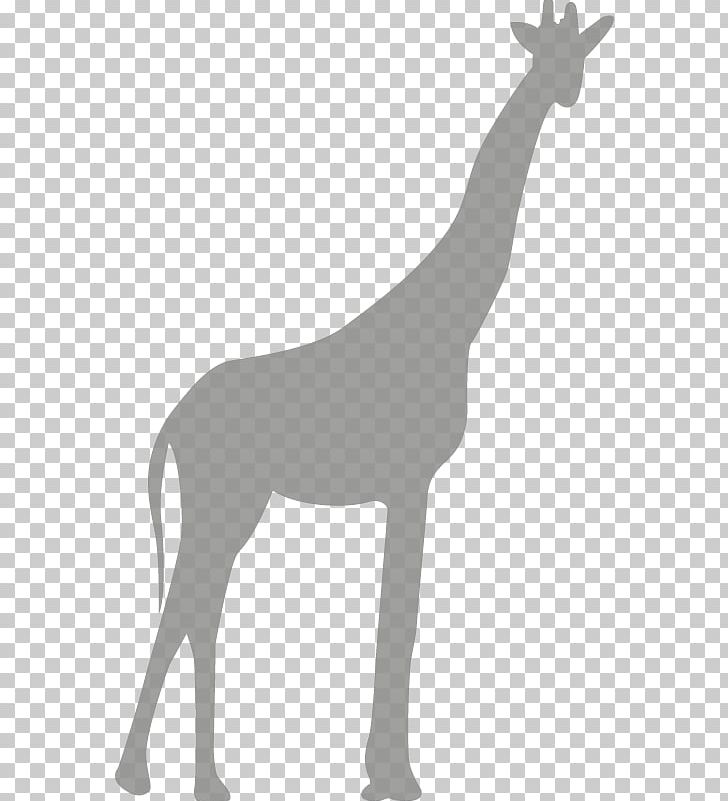 Northern Giraffe Gratis Computer File PNG, Clipart, Animal, Animals, Black And White, Cartoon Giraffe, Computer Font Free PNG Download