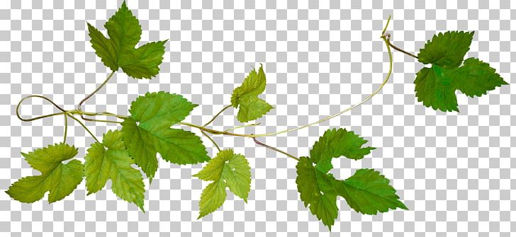 Tree Cut Vine Virginia Creeper Android PNG, Clipart, Android, Border Frames, Branch, Computer Icons, Cut Free PNG Download