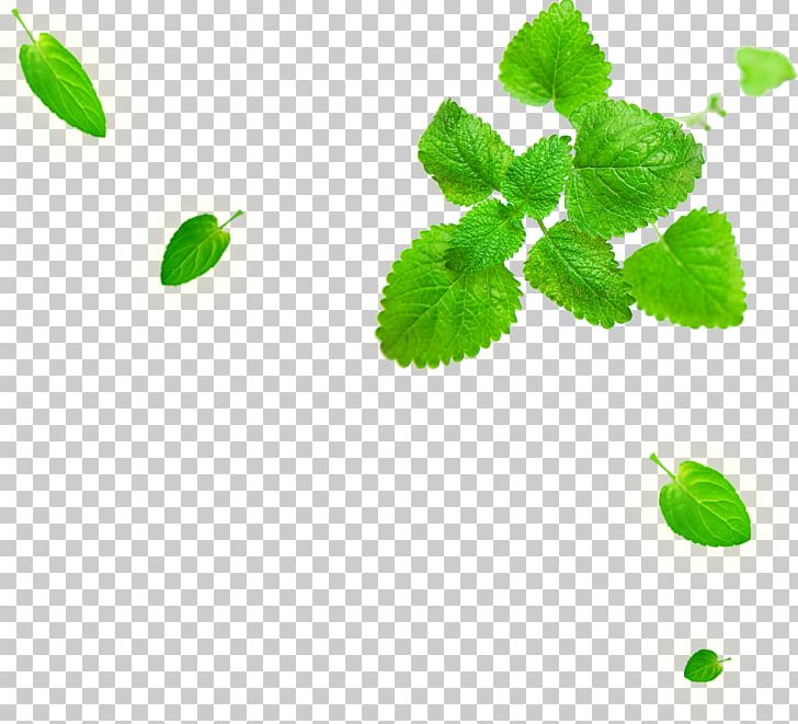 Graphic Design Fruit PNG, Clipart, 1080p, Animation, Art, Background Green, Branch Free PNG Download