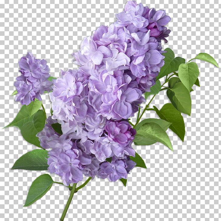 Lilac Cut Flowers Violet Hydrangea PNG, Clipart, Cornales, Flower, Flower Bouquet, Flowering Plant, Lavender Free PNG Download