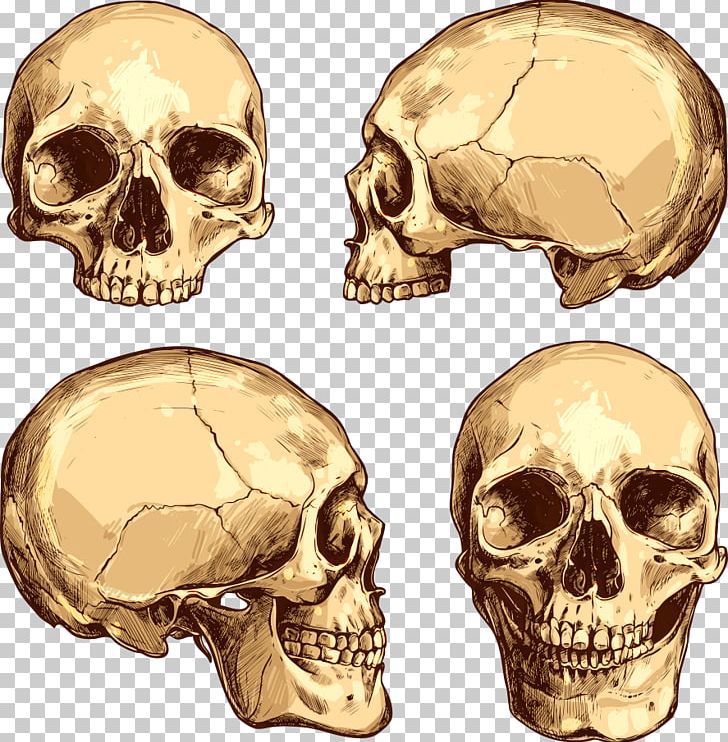 Skull Drawing Illustration PNG, Clipart, Adobe Illustrator, Art, Bone, Cartoon Skull, Encapsulated Postscript Free PNG Download