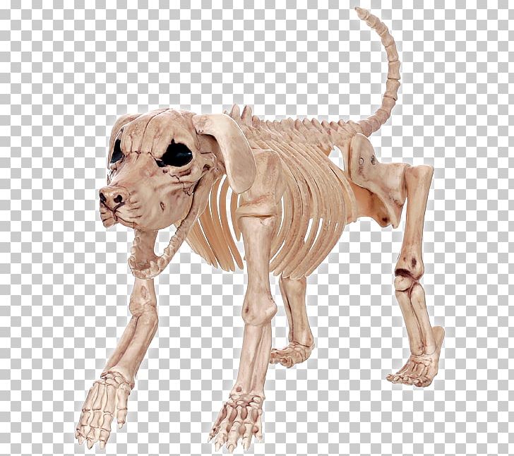 Beagle Basset Hound Dachshund Skeleton Bone PNG, Clipart, Anatomy, Animal Figure, Basset Hound, Beagle, Big Cats Free PNG Download