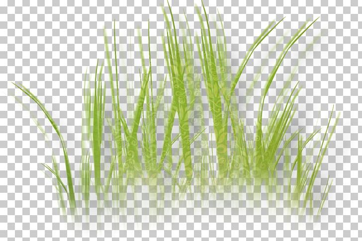 Herbaceous Plant Lawn Drawing Grass PNG, Clipart, Chrysopogon Zizanioides, Commodity, Dandelion, Drawing, Flower Free PNG Download