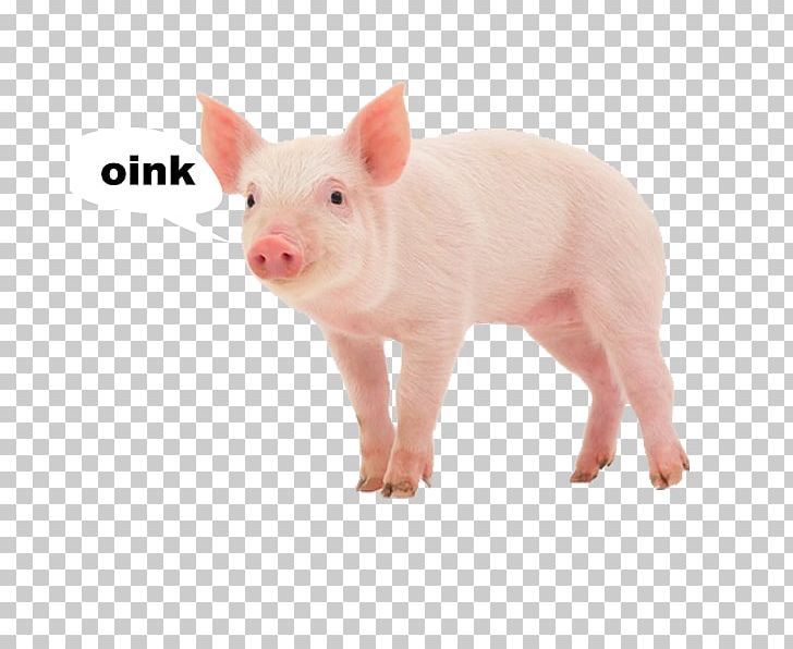 Miniature Pig Stock Photography PNG, Clipart, Animals, Depositphotos, Desktop Wallpaper, Domestic Pig, Farm Free PNG Download