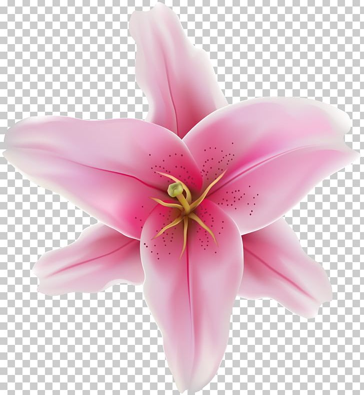 Portable Network Graphics Flower Pink PNG, Clipart, Computer Icons, Cut Flowers, Flower, Flowering Plant, Lilies Free PNG Download