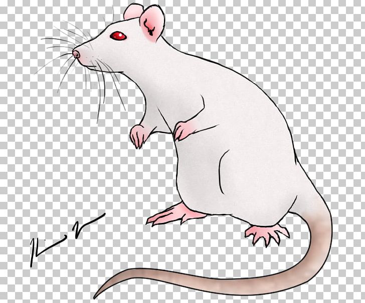 Rat Drawing Art Mouse PNG, Clipart, Amp, Animals, Art, Carnivoran, Cartoon  Free PNG Download