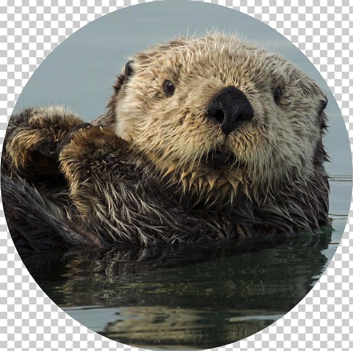 Sea Otter Otters Bébé Loutre De Mer Marine Otter PNG, Clipart, Animal, Beaver, Carnivoran, Desert, Mammal Free PNG Download