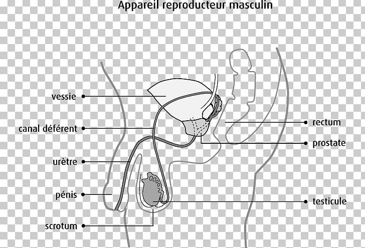 Testicle Male Reproductive System Scrotum Prostate Massage PNG, Clipart, Abdomen, Angle, Arm, Black, Cartoon Free PNG Download