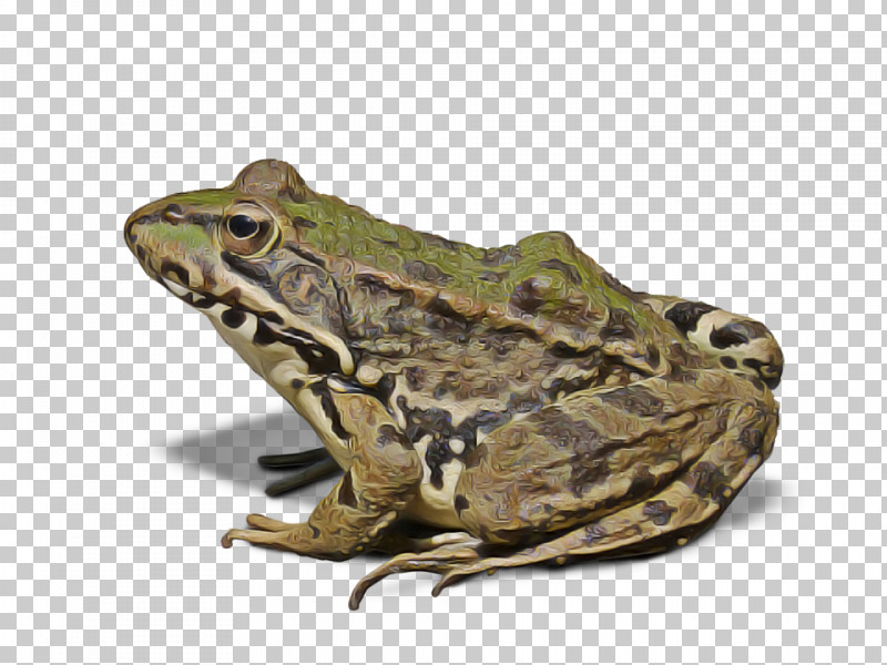 Frog True Frog Toad Bullfrog Northern Leopard Frog PNG, Clipart, Anaxyrus, Beaked Toad, Bufo, Bullfrog, Eleutherodactylus Free PNG Download