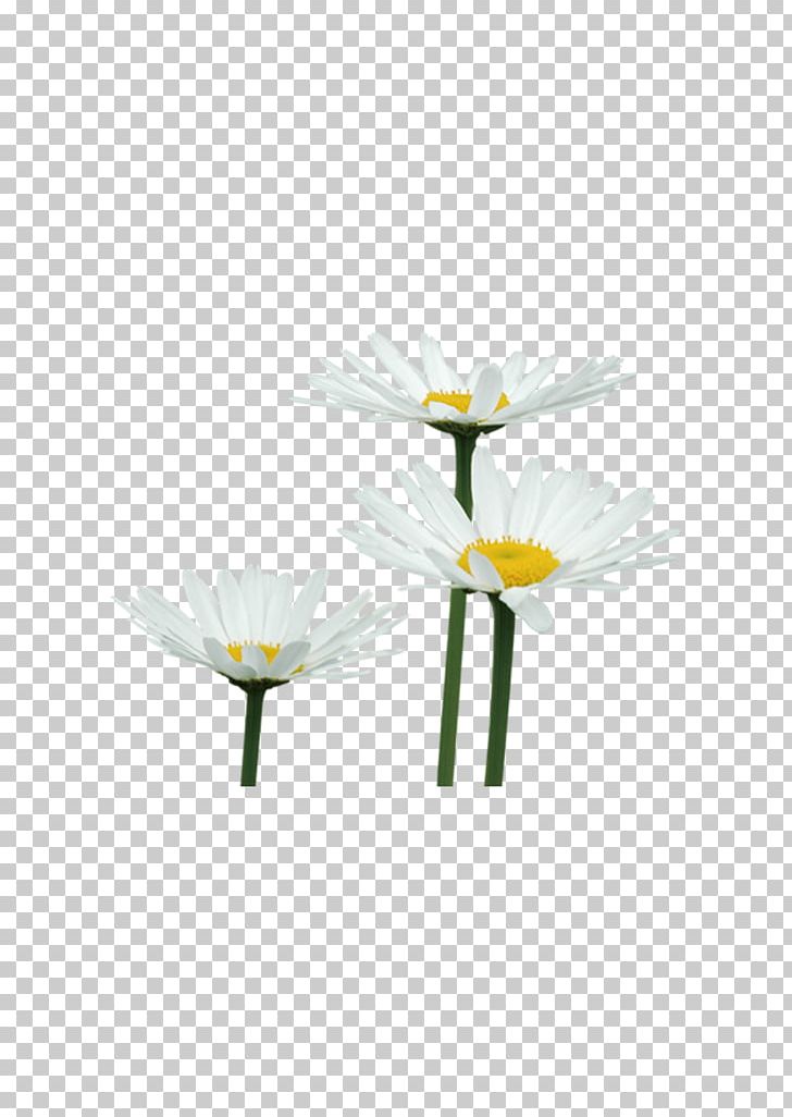 Chrysanthemum Flower Petal Euclidean PNG, Clipart, Chrysanthemum, Decorative Patterns, Design, Flora, Floral Design Free PNG Download