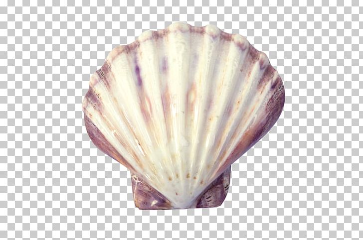Cockle Oyster Clam Seashell Conchology PNG, Clipart, Abalone, Animals, Bivalve Shell, Bivalvia, Cat Free PNG Download