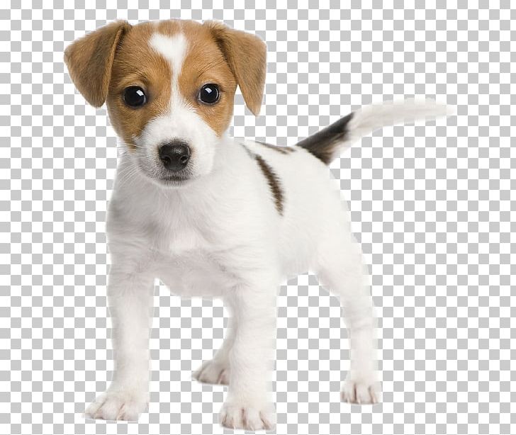 Jack Russell Terrier Parson Russell Terrier Miniature Fox Terrier Bull Terrier PNG, Clipart, Animals, Bull Terrier, Carnivoran, Claw, Companion Dog Free PNG Download