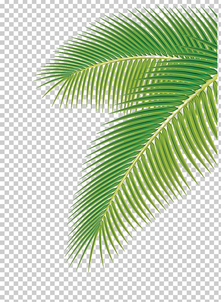 Arecaceae Leaf Euclidean PNG, Clipart, Arecales, Banana Leaf, Coconut, Drawing, Encapsulated Postscript Free PNG Download