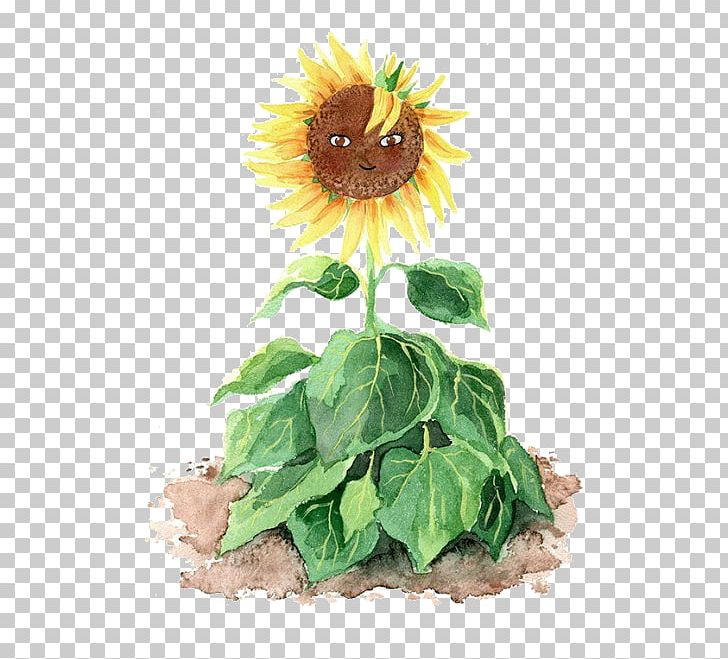 Common Sunflower Sunflower Seed Cut Flowers Drawing PNG, Clipart, Common Sunflower, Daisy Family, Flower, Flowers, Hand Free PNG Download