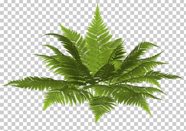 Landscape Architecture PNG, Clipart, Architecture, Art, Computer Graphics, Fern, Ferns And Horsetails Free PNG Download