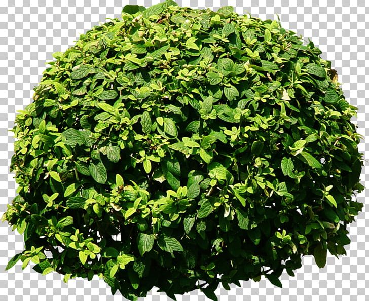 Shrub Tree Plant Rendering PNG, Clipart, Bushes, Computer Graphics, Deviantart, Grass, Herb Free PNG Download