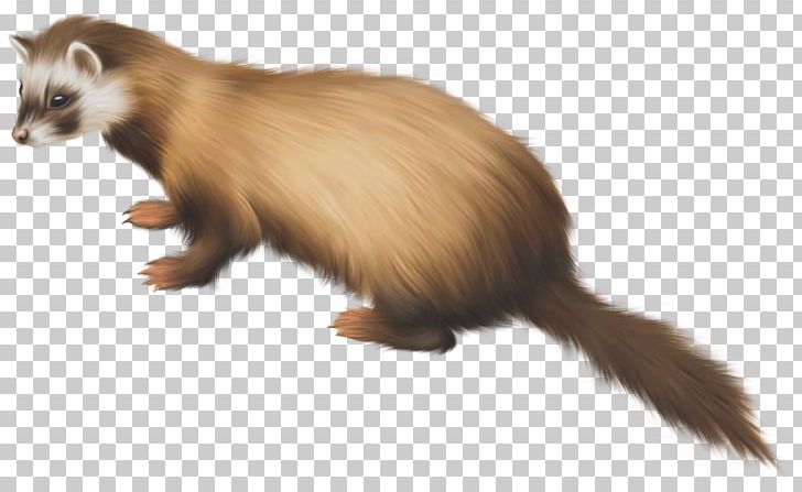 Black-footed Ferret Mustelinae PNG, Clipart, Animal, Animals, Black Footed Ferret, Blackfooted Ferret, Carnivora Free PNG Download