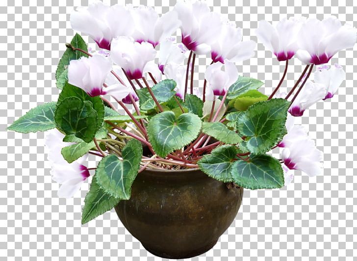 Flowerpot Plant Cyclamen Persicum PNG, Clipart, Bonsai, Common Sunflower, Cut Flowers, Cyclamen, Cyclamen Persicum Free PNG Download
