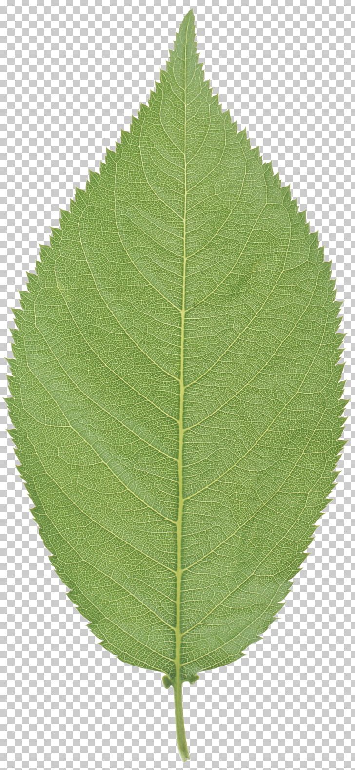 Leaf Common Hazel Stock Photography Depositphotos PNG, Clipart, Common Hazel, Depositphotos, Green, Hazel, Hazelnut Free PNG Download