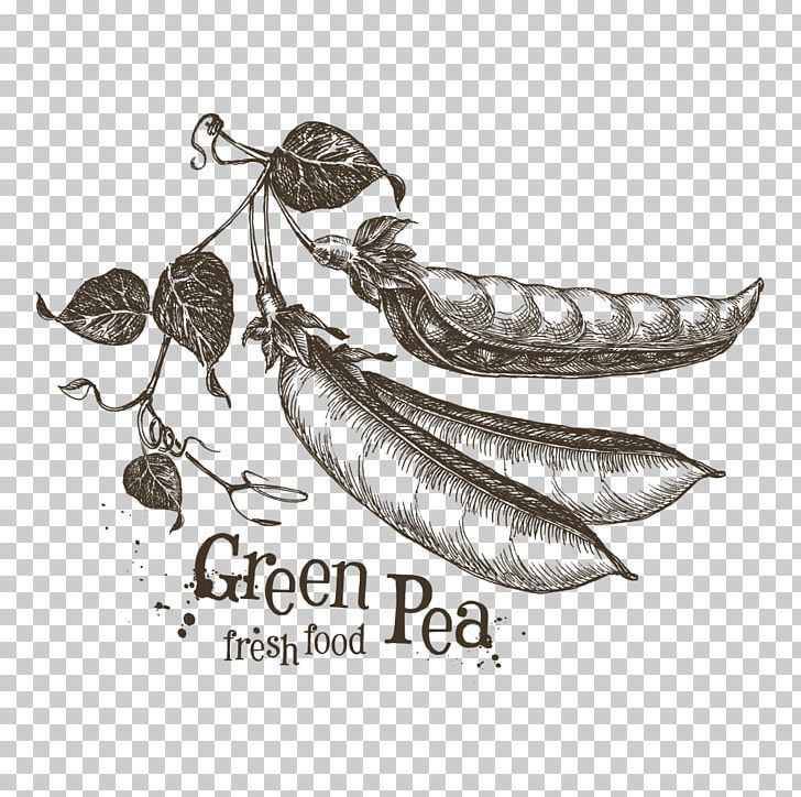 Pea Drawing Sketch PNG, Clipart, Bean, Black And White, Body Jewelry, Fruit, Hand Drawn Free PNG Download