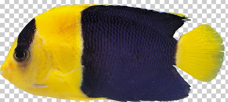 Ornamental Fish Tropical Fish Aquarium PNG, Clipart, Animals, Aquarium, Digital Image, Dots Per Inch, Fish Free PNG Download