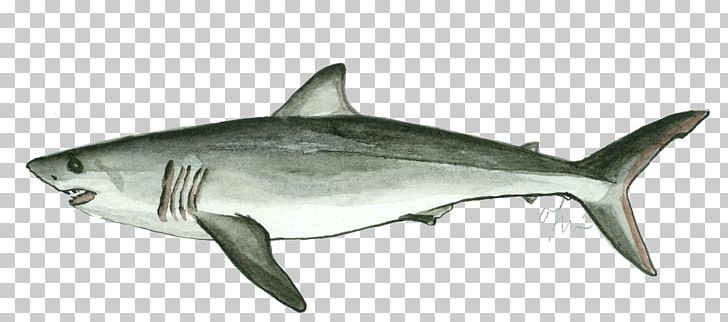 Tiger Shark Great White Shark Squaliform Sharks Isurus Oxyrinchus Lamniformes PNG, Clipart, Cartilaginous Fish, Fauna, Fin, Fish, Fish Fin Free PNG Download