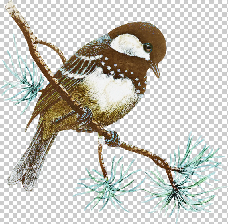 Bird Wren Perching Bird Branch Sparrow PNG, Clipart, Beak, Bird, Branch, Carolina Wren, Chickadee Free PNG Download