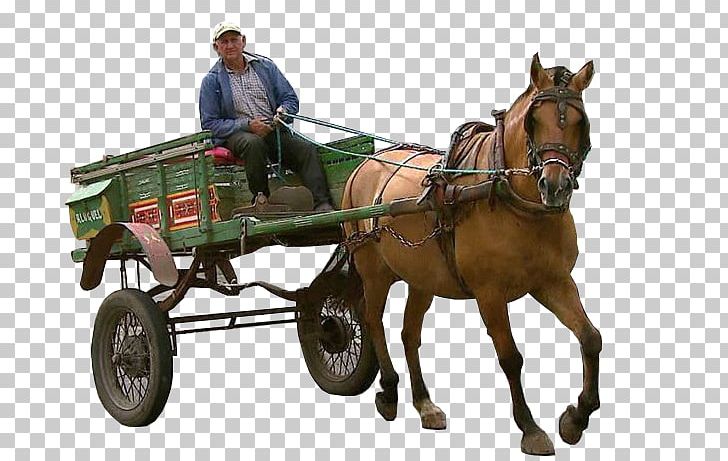 Adobe Photoshop Elements Rendering Adobe Systems Horse And Buggy PNG, Clipart, Adobe Indesign, Adobe Photoshop Elements, Adobe Systems, Bridle, Carriage Free PNG Download